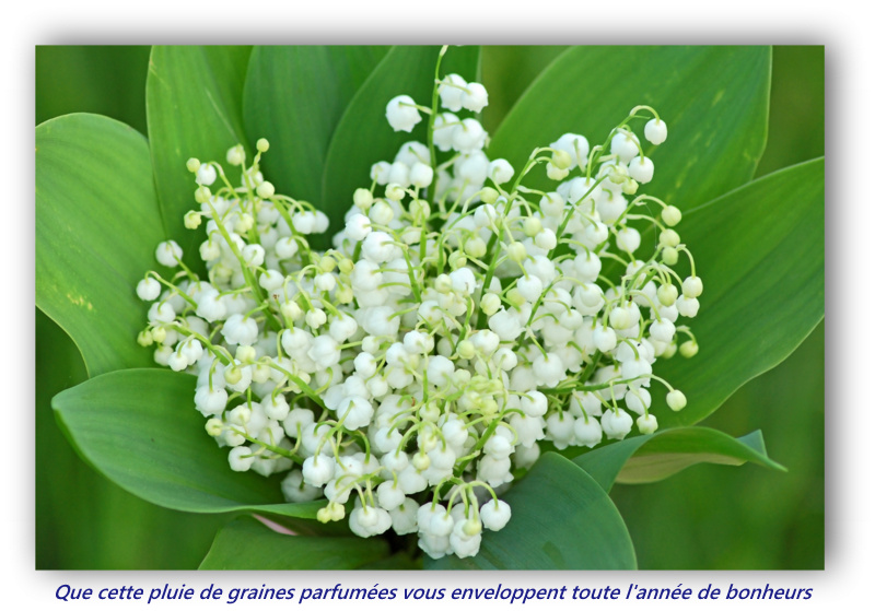 le muguet et ses graines