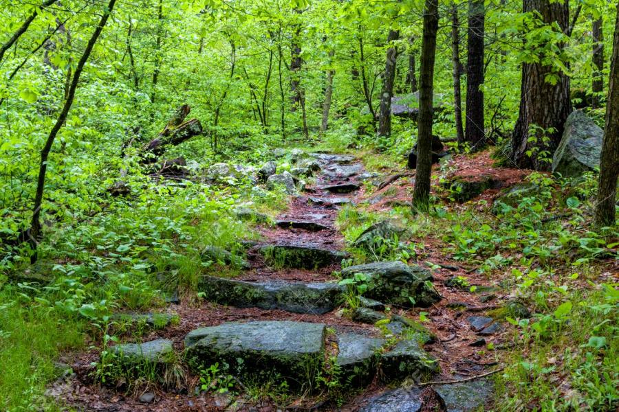 une forêt verdoyante