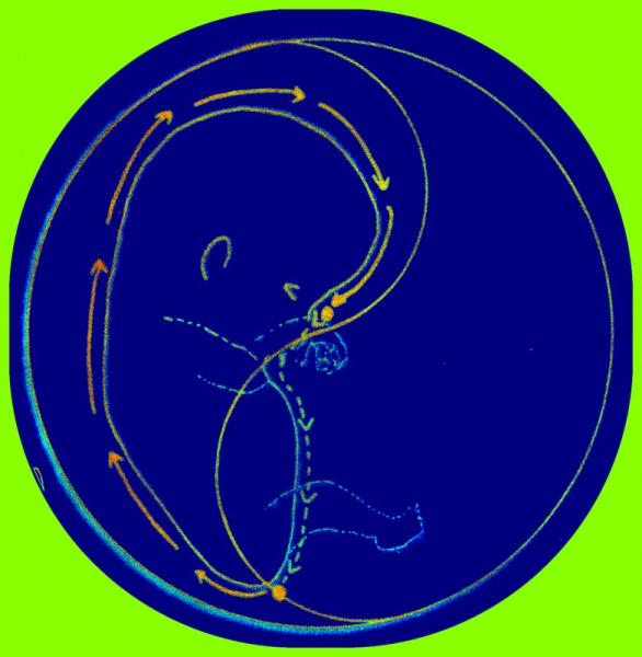 respiration embryonnaire