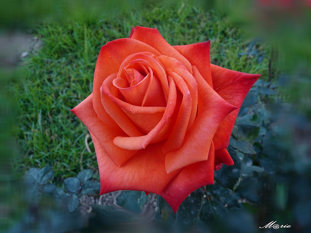 la rose