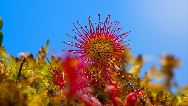 la belle drosera