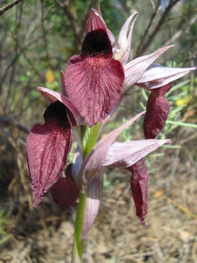 orchidée vomicera serapia