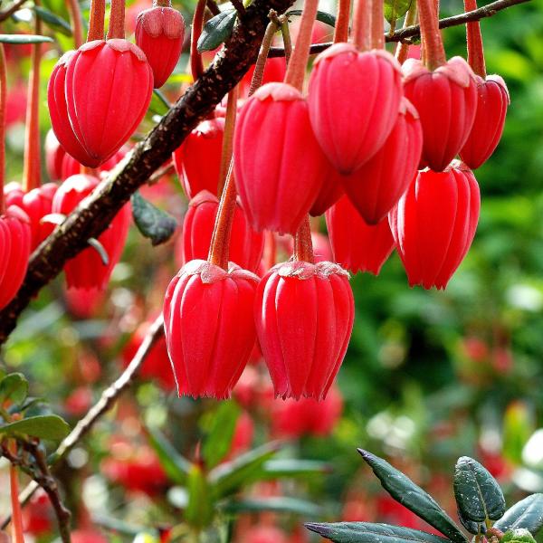 l'arbre en fleurs